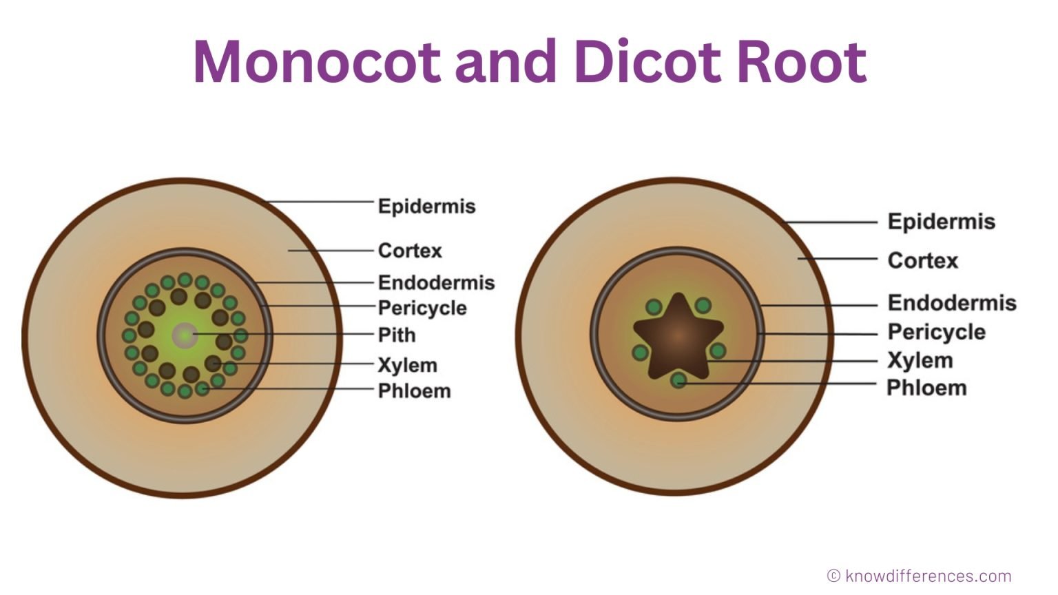 Difference Between Monocot And Dicot Root