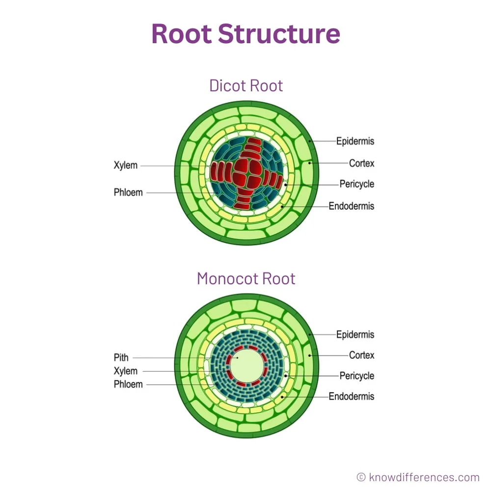 Monocot and Dicot Root Structure