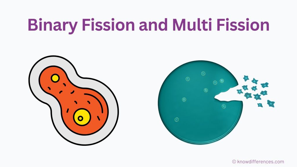 Difference Between Binary Fission and Multiple Fission