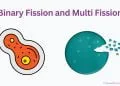 Difference Between Binary Fission and Multiple Fission