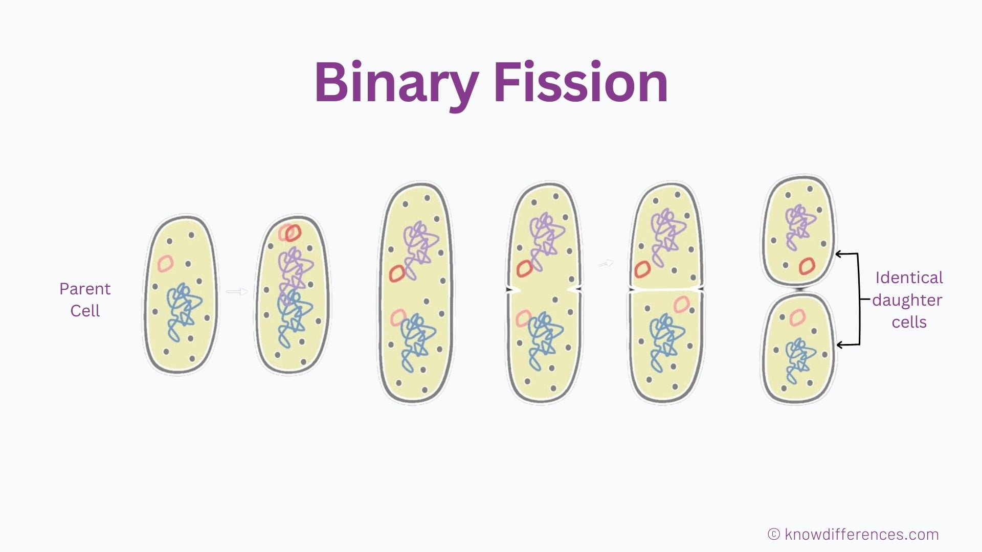 What is Binary Fission?