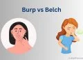 Burp vs Belch: Difference between Burp and Belch