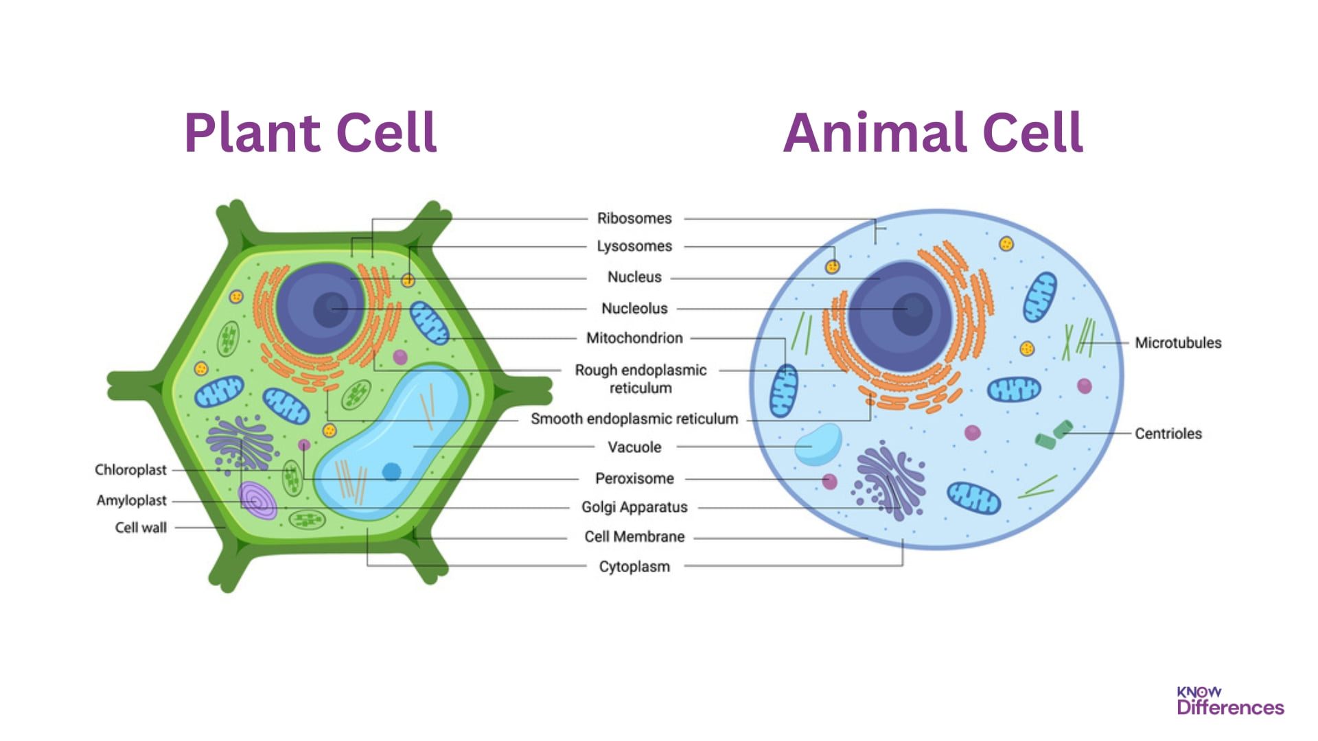 Difference Between Plant Cell and Animal Cell