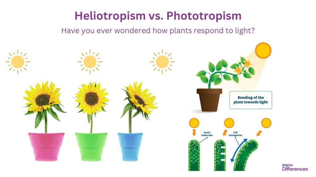 Difference Between Heliotropism and Phototropism