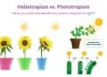 Difference Between Heliotropism and Phototropism