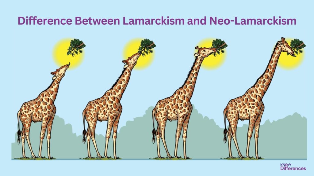 Difference Between Lamarckism and Neo-Lamarckism