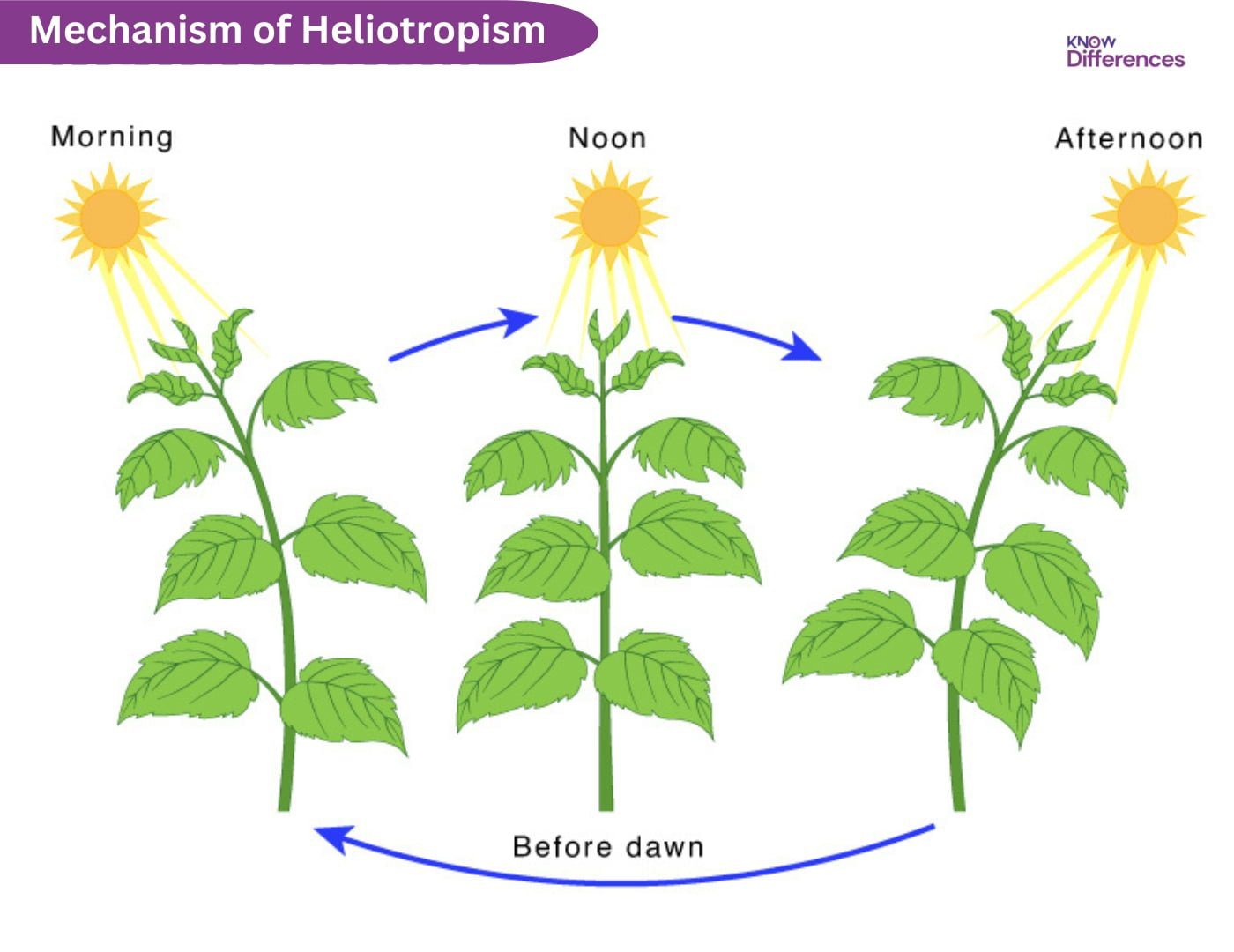 How Does Heliotropism Work?