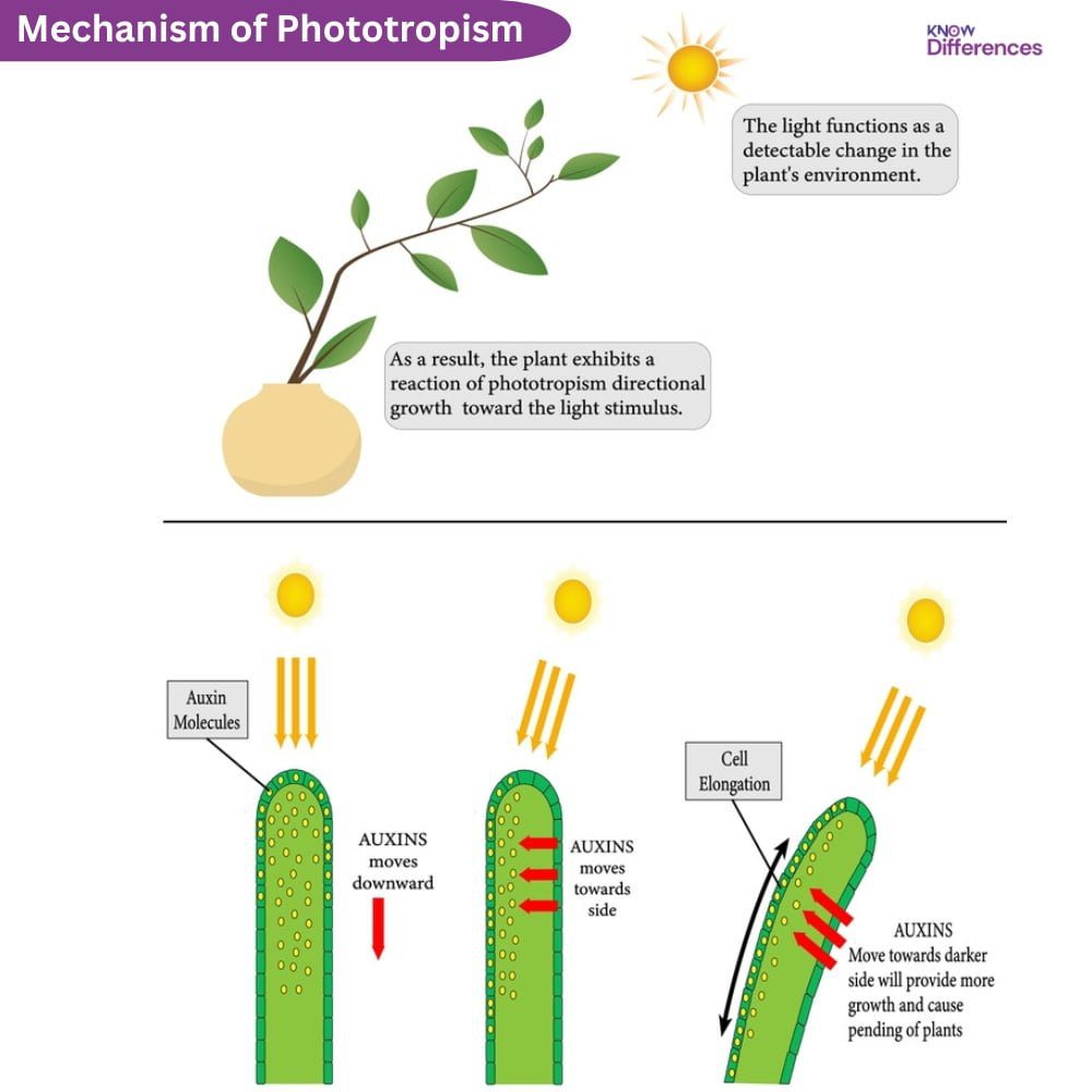 How Does Phototropism Work?