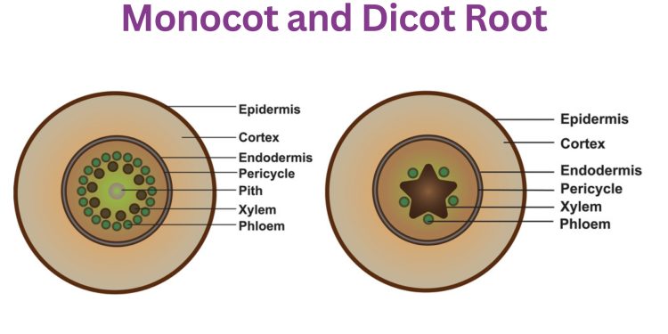 Difference Between Monocot and Dicot Root