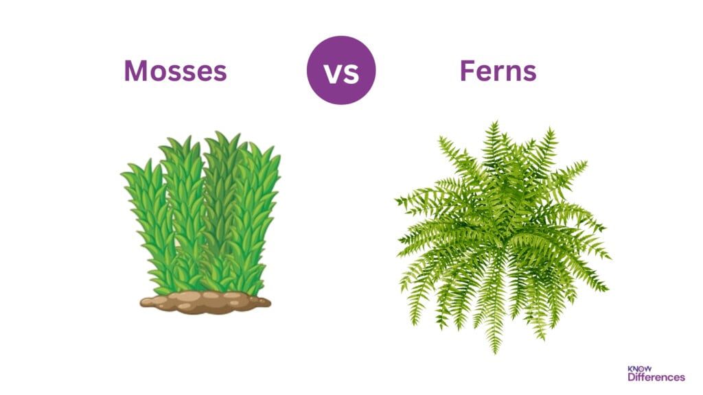 Difference Between Mosses and Ferns