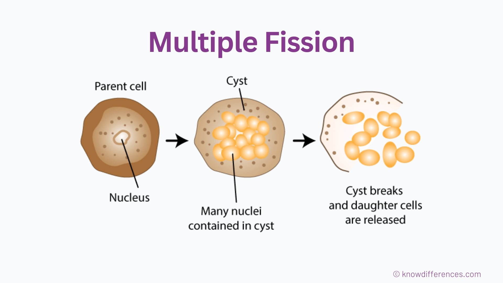 What is Multiple Fission?