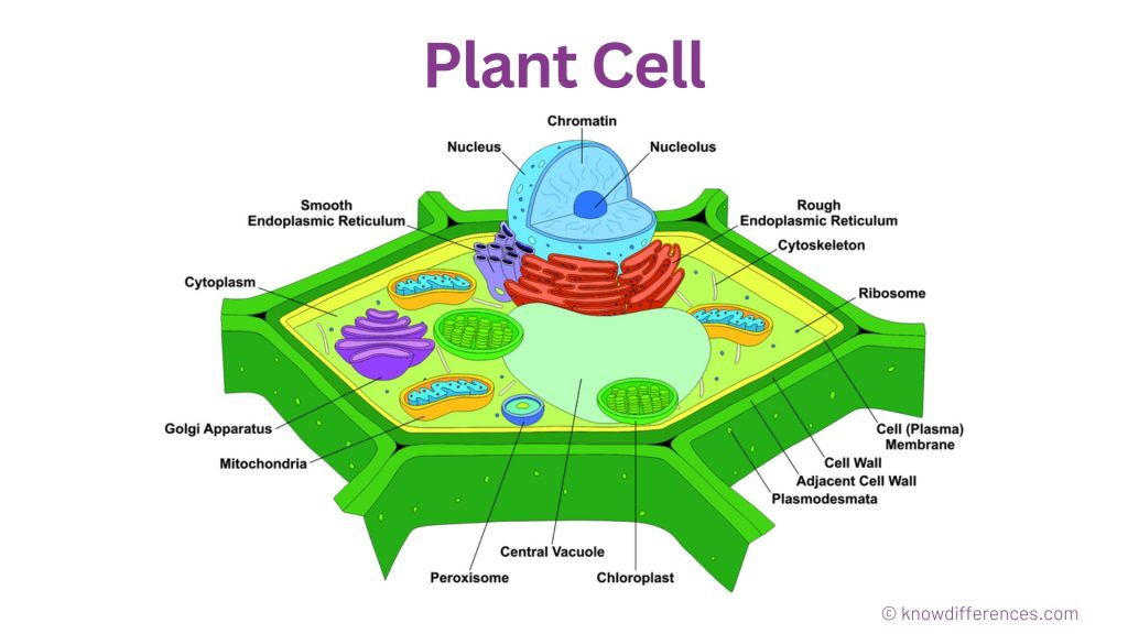 Difference Between Cytoplasm and Protoplasm in a plant cell