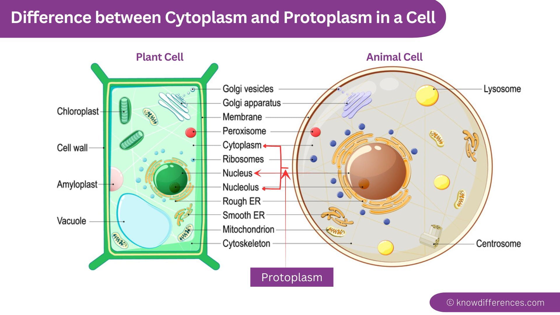 Difference Between Cytoplasm and Protoplasm