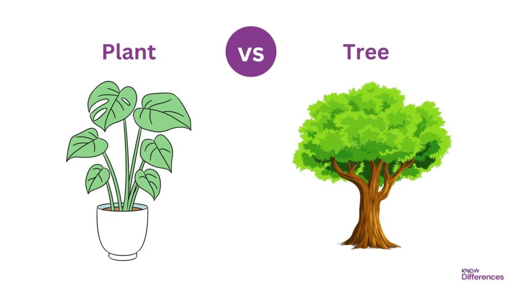 Difference Between Plant and Tree