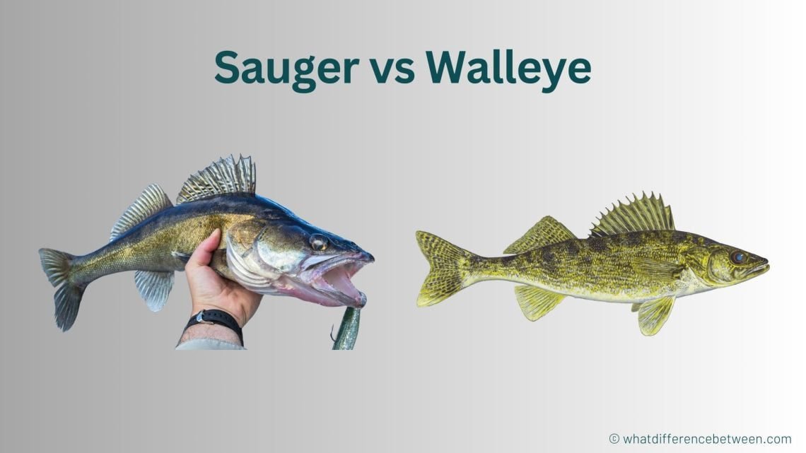 Sauger vs Walleye: What's the Difference