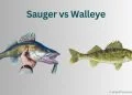 Sauger vs Walleye: What's the Difference