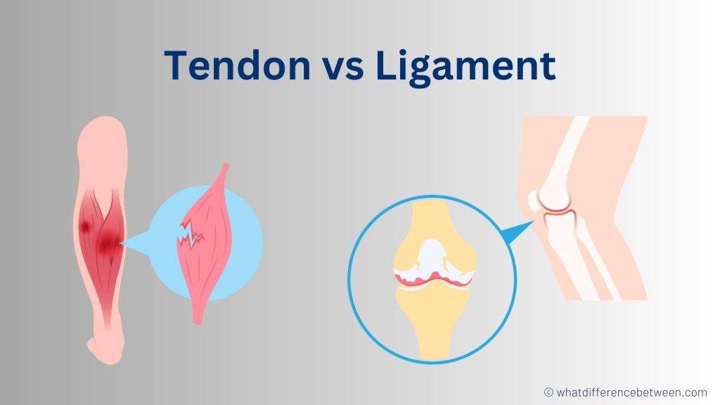 Difference between a Tendon and a Ligament