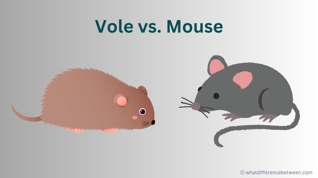 Vole vs Mouse: Key Differences and Similarities