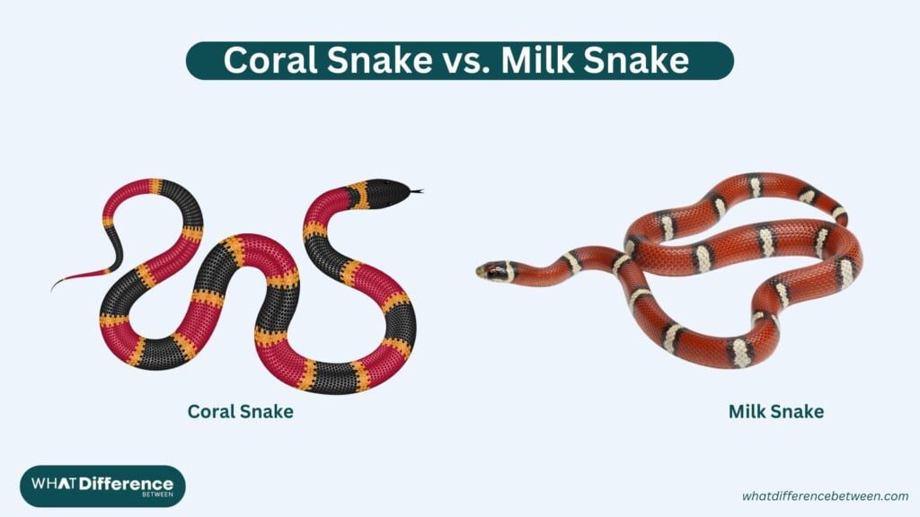 Coral Snake vs Milk Snake: Key Differences