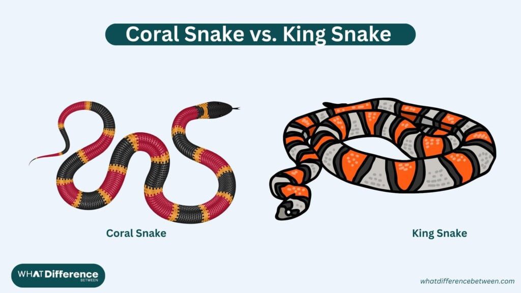 Coral Snake vs King Snake