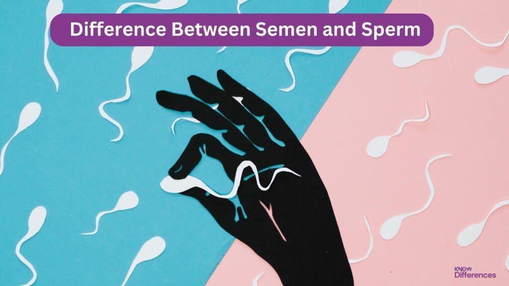 What is the Difference Between Semen and Sperm?