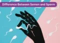 What is the Difference Between Semen and Sperm?