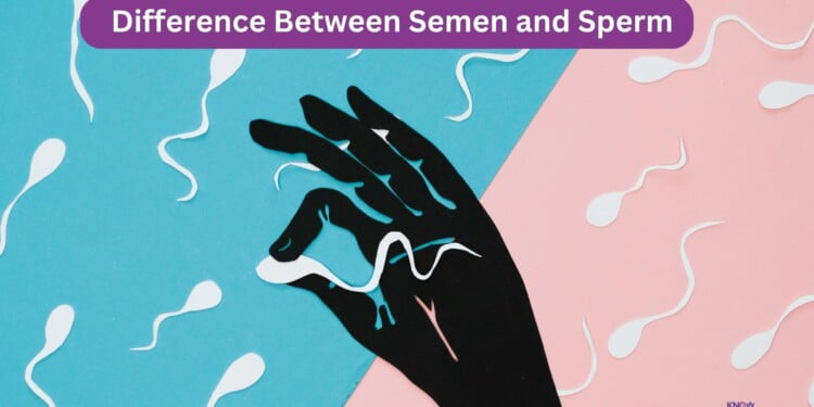 What Is The Difference Between Semen And Sperm