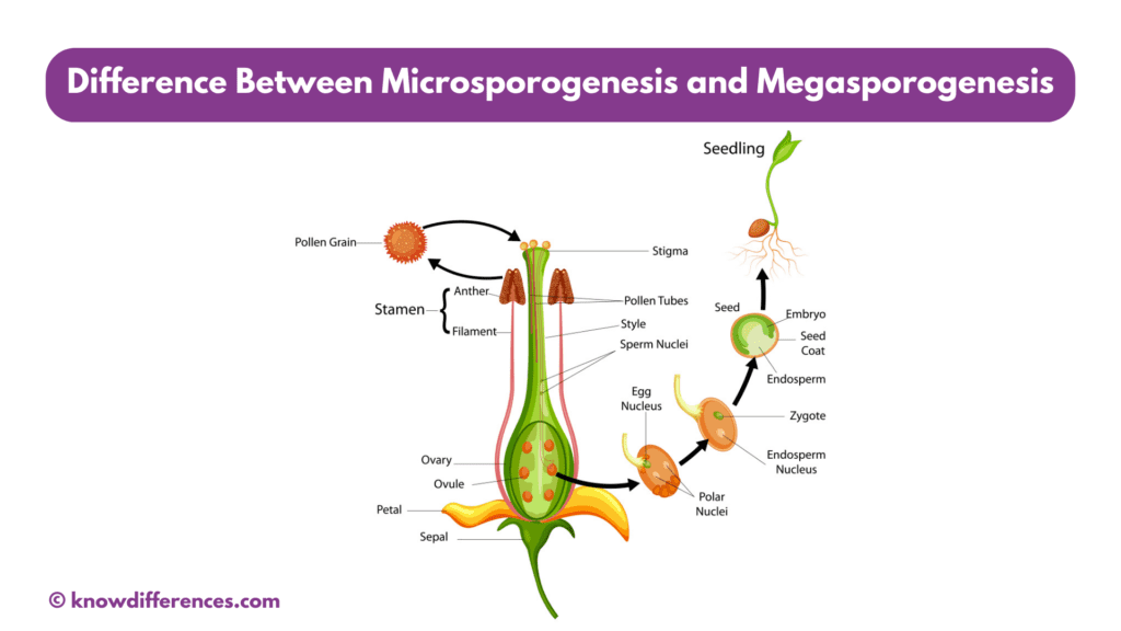 What is the Difference Between Microsporogenesis and Megasporogenesis