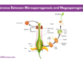 What is the Difference Between Microsporogenesis and Megasporogenesis